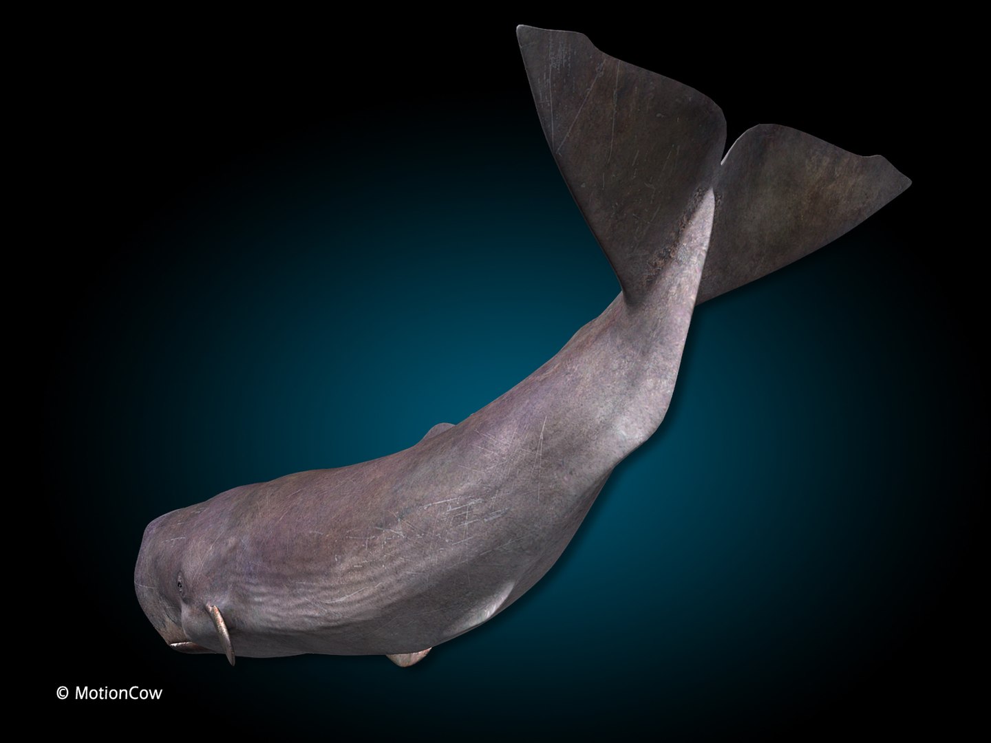 sperm whale 3d max https://p.turbosquid.com/ts-thumb/EX/bRNhFX/UB/hd_sperm_whale_i/jpg/1719539397/1920x1080/fit_q87/9620b466f18682ae4d519efe116baf4971e714e9/hd_sperm_whale_i.jpg