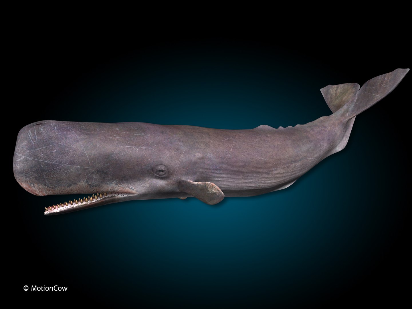 sperm whale 3d max https://p.turbosquid.com/ts-thumb/EX/bRNhFX/ZH/hd_sperm_whale_k/jpg/1719539402/1920x1080/fit_q87/102ec5e81a967bc897ad95d80029002024b99081/hd_sperm_whale_k.jpg