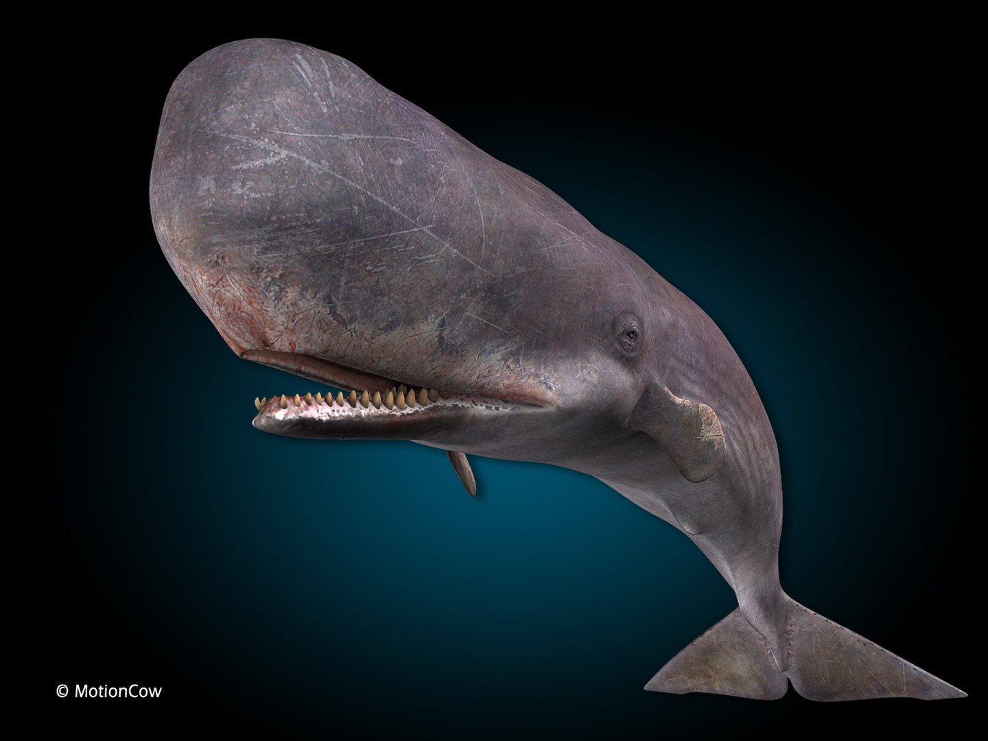 sperm whale 3d max https://p.turbosquid.com/ts-thumb/EX/bRNhFX/bG/hd_sperm_whale_e/jpg/1719539395/1920x1080/fit_q87/47d39dc54674a864458670c0300ae50e889d4c25/hd_sperm_whale_e.jpg
