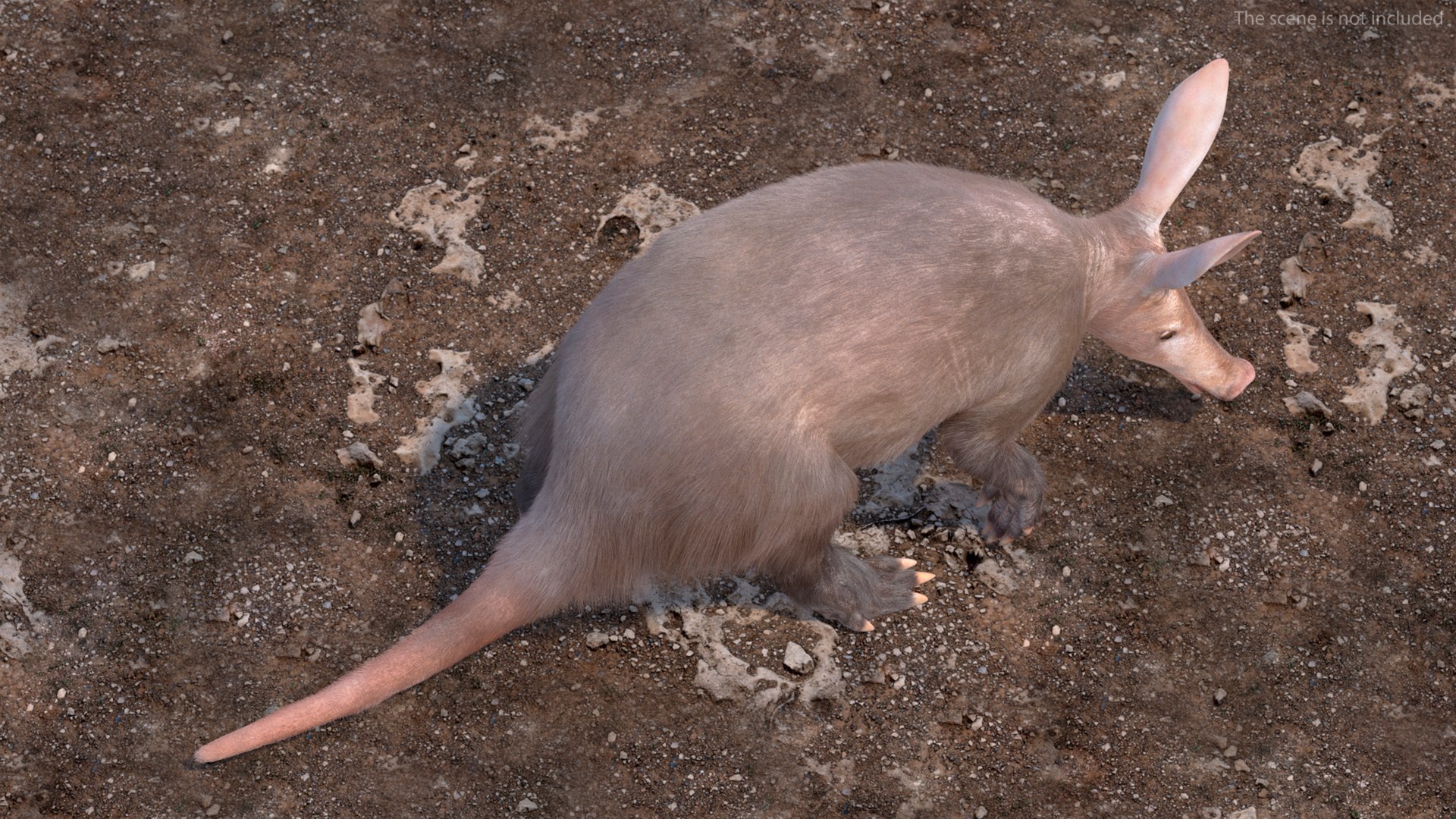 Nocturnal Mammal Aardvark Walking Pose Fur 3D model https://p.turbosquid.com/ts-thumb/EX/injDcf/F6/nocturnalmammalaardvarkwalkingposefurmb3dmodel006/jpg/1712187490/1920x1080/fit_q87/bbcedd8040691b40ba9ae699509bf3bf2a104ddf/nocturnalmammalaardvarkwalkingposefurmb3dmodel006.jpg