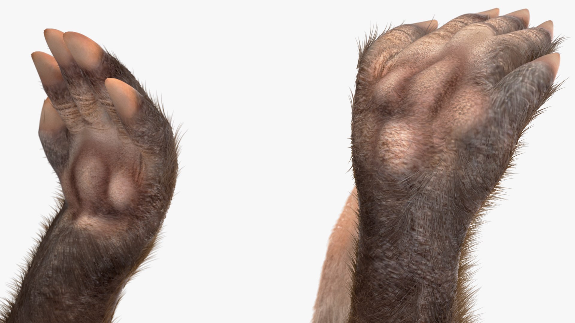 Nocturnal Mammal Aardvark Walking Pose Fur 3D model https://p.turbosquid.com/ts-thumb/EX/injDcf/MF/nocturnalmammalaardvarkwalkingposefurmb3dmodel016/jpg/1712187546/1920x1080/fit_q87/a981c9c8f1a7376ffd7b94aa35b8f113c00fa5cc/nocturnalmammalaardvarkwalkingposefurmb3dmodel016.jpg