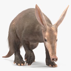Nocturnal Mammal Aardvark Walking Pose Fur