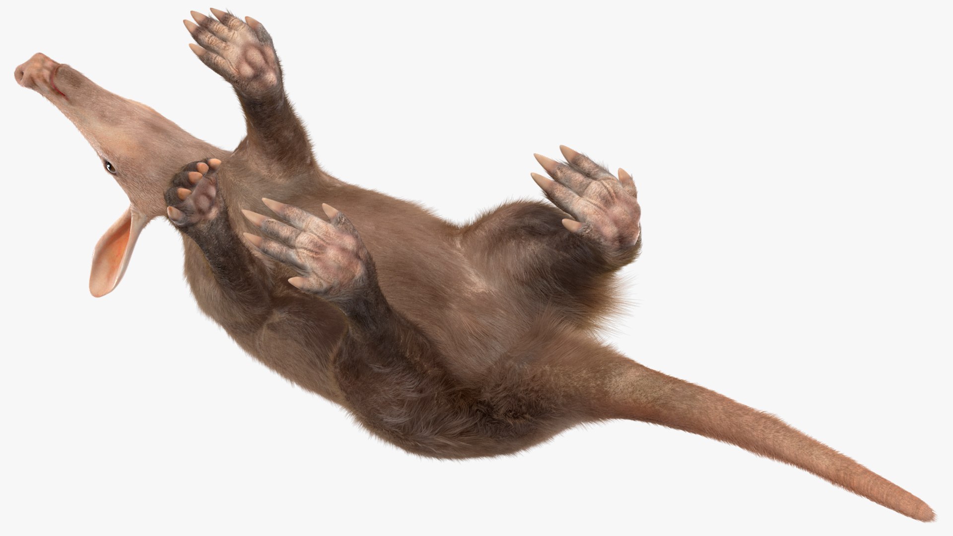 Nocturnal Mammal Aardvark Walking Pose Fur 3D model https://p.turbosquid.com/ts-thumb/EX/injDcf/dg/nocturnalmammalaardvarkwalkingposefurmb3dmodel014/jpg/1712187533/1920x1080/fit_q87/3a77e6b4a50dd60f6a33bb38b601e0397fdd0847/nocturnalmammalaardvarkwalkingposefurmb3dmodel014.jpg