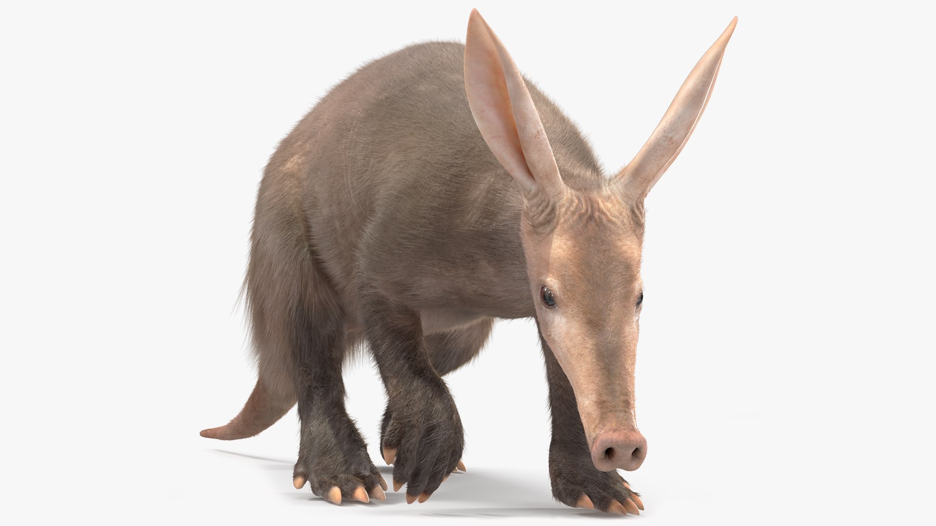 Nocturnal Mammal Aardvark Walking Pose Fur 3D model https://p.turbosquid.com/ts-thumb/EX/injDcf/wn/nocturnalmammalaardvarkwalkingposefurmb3dmodel002/jpg/1712187462/1920x1080/fit_q87/e0c35124d1554e9e7f54741874dcf335d076e1a4/nocturnalmammalaardvarkwalkingposefurmb3dmodel002.jpg