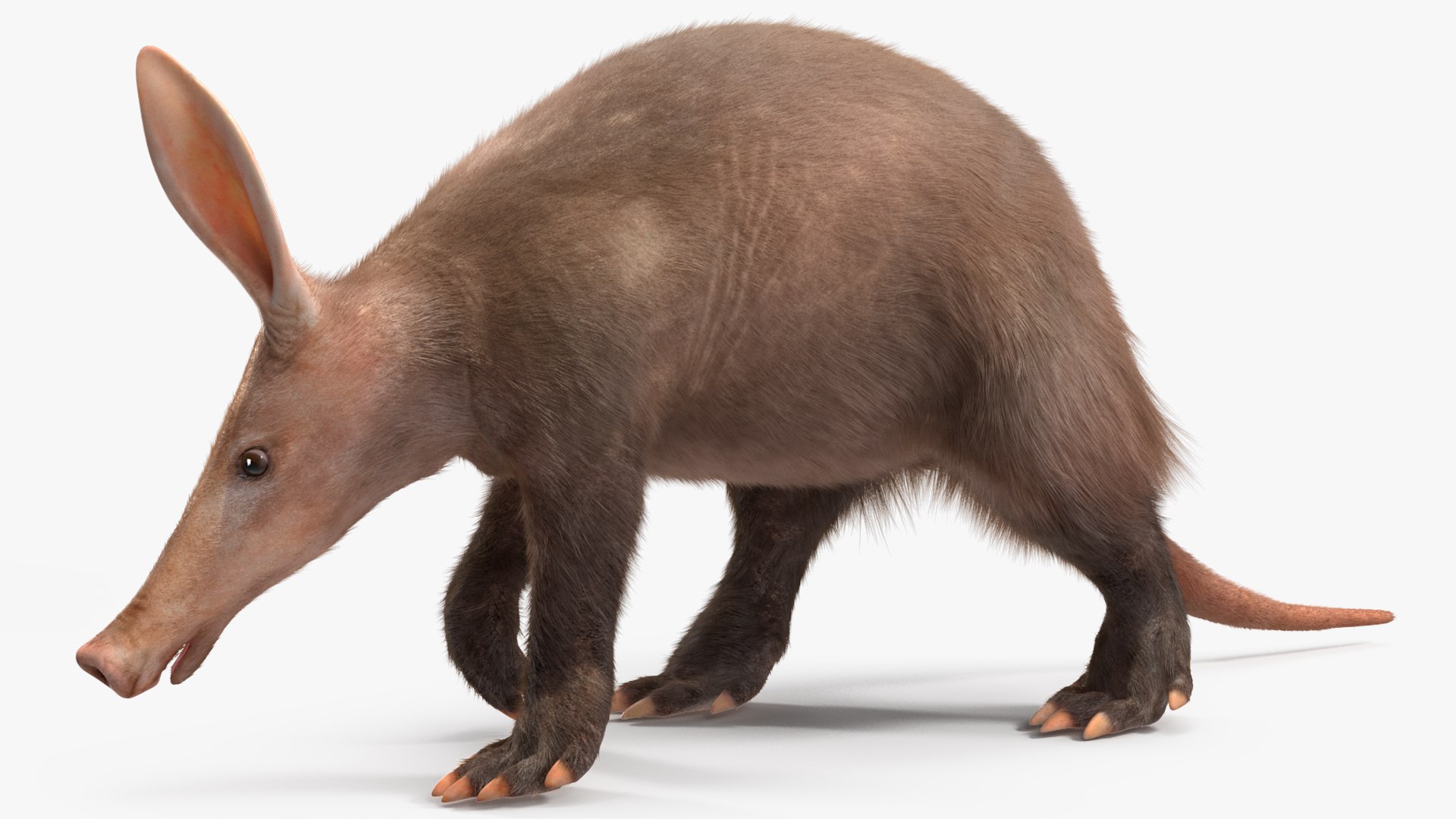 Nocturnal Mammal Aardvark Walking Pose Fur 3D model https://p.turbosquid.com/ts-thumb/EX/injDcf/zq/nocturnalmammalaardvarkwalkingposefurmb3dmodel011/jpg/1712187520/1920x1080/fit_q87/a34920b0770ca3cc08dec83789b327f47eda74b8/nocturnalmammalaardvarkwalkingposefurmb3dmodel011.jpg