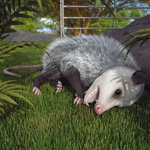 Opossum Dead Pose Fur for Cinema 4D 3D model