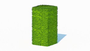 Taxus Media-Upright model