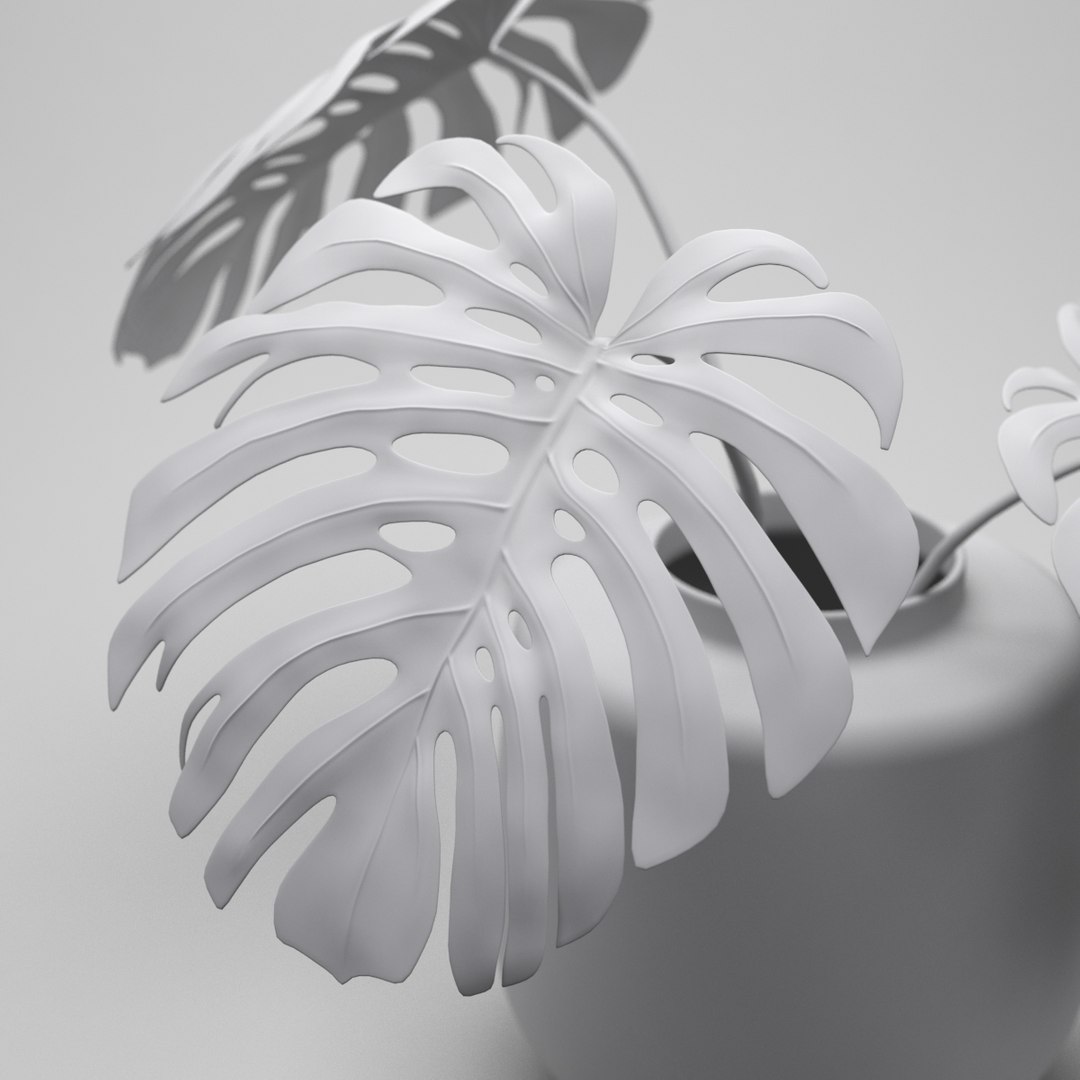 monstera plant 3d model https://p.turbosquid.com/ts-thumb/EY/4tMMg2/2BQeE5Dq/clean_render/jpg/1460876077/1920x1080/fit_q87/623f50d48e19ead69e87d3ba9a8931ffde038673/clean_render.jpg