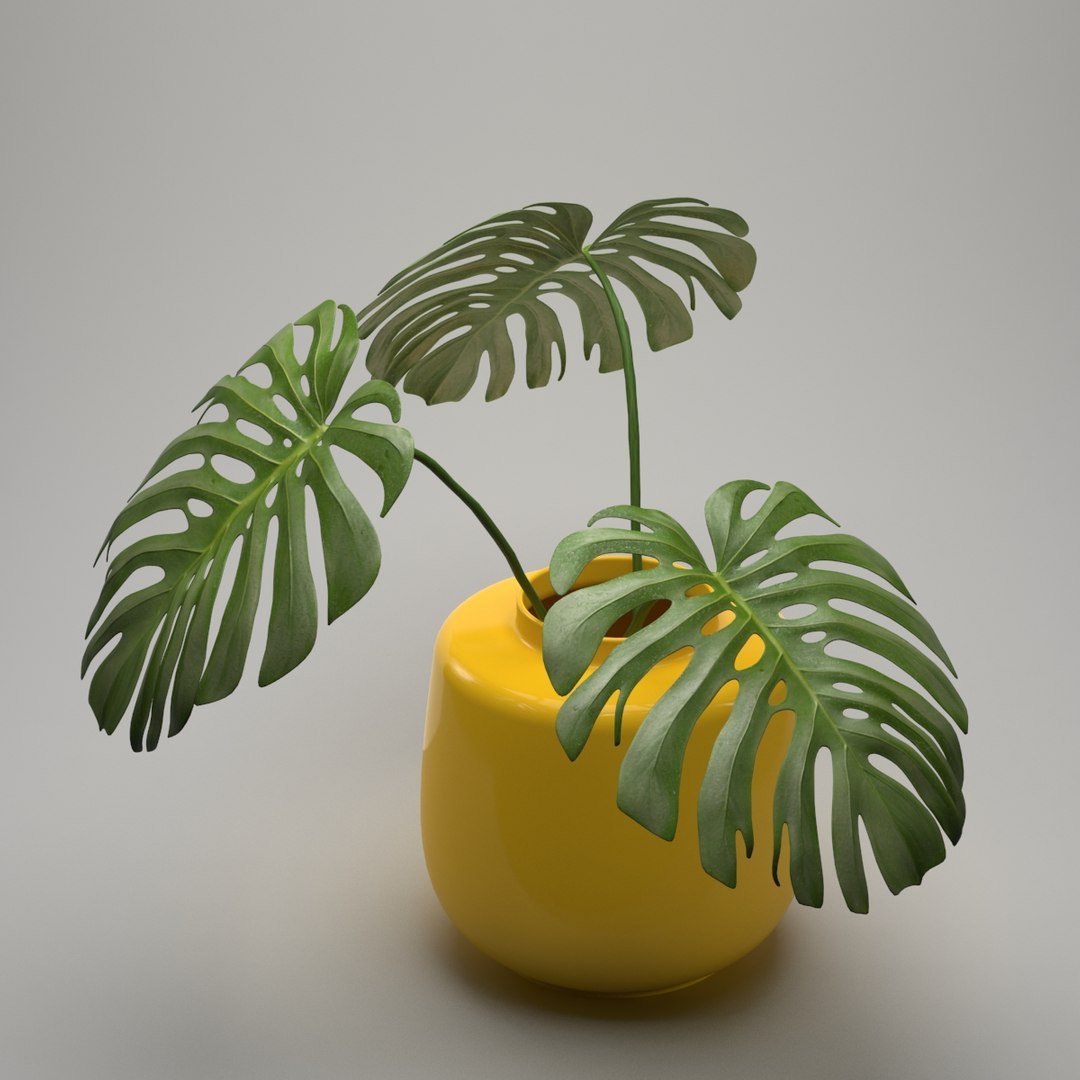 monstera plant 3d model https://p.turbosquid.com/ts-thumb/EY/4tMMg2/VH6VcCLh/monstera_render_2/jpg/1461611346/1920x1080/fit_q87/6a40265166daf548906a2c10be8b5710f1ac484d/monstera_render_2.jpg