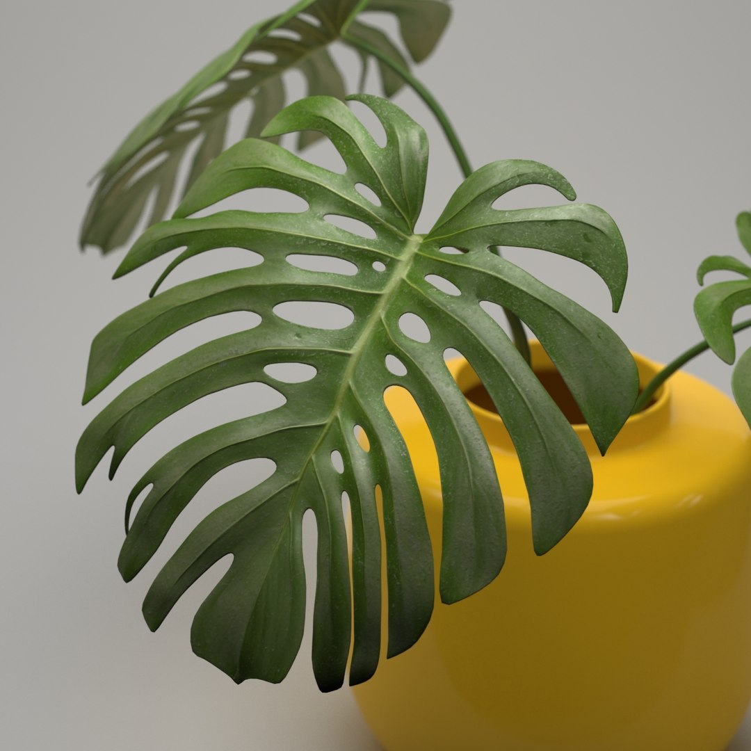 monstera plant 3d model https://p.turbosquid.com/ts-thumb/EY/4tMMg2/WZar4The/monstera_render_4/jpg/1461611346/1920x1080/fit_q87/4c6ffe7eae3248a8e9b5e8be60aff15cc50ce363/monstera_render_4.jpg