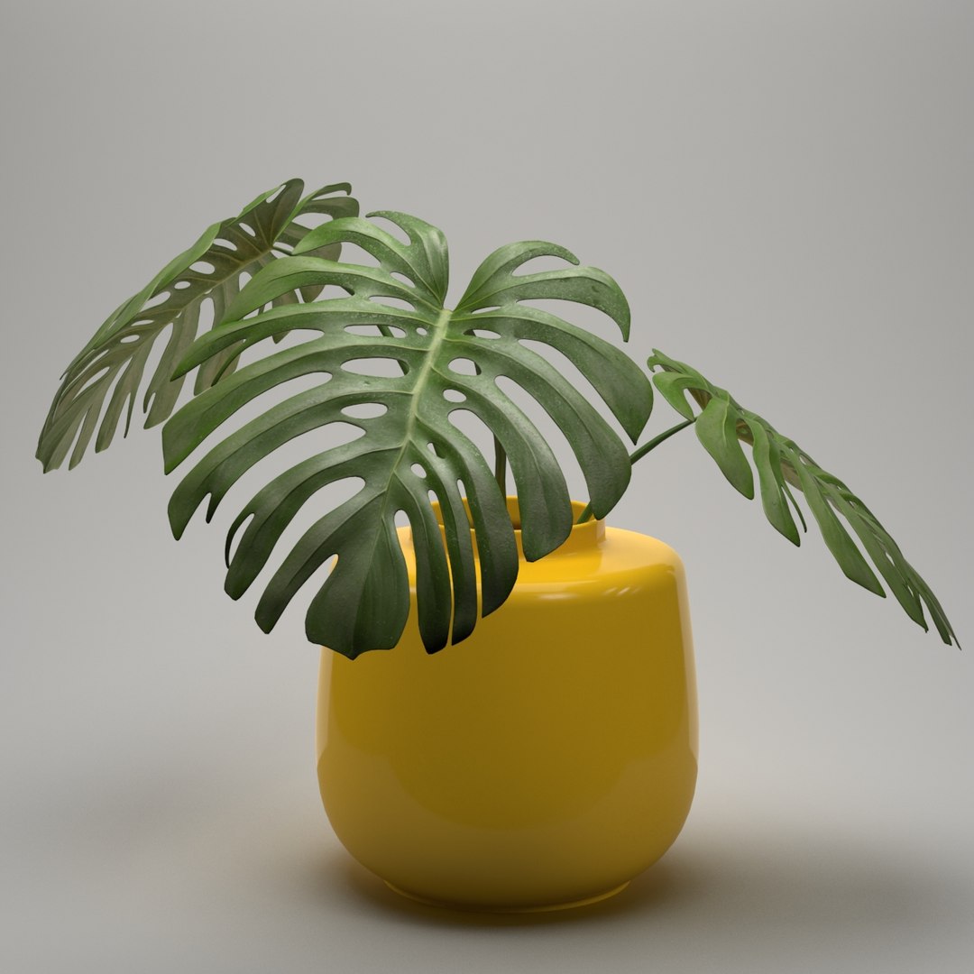 monstera plant 3d model https://p.turbosquid.com/ts-thumb/EY/4tMMg2/n5LlZltO/monstera_render_3/jpg/1461611346/1920x1080/fit_q87/24ac012e822f86932a5683e683f68329a11caef7/monstera_render_3.jpg