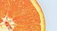 Tangerine Cross Section