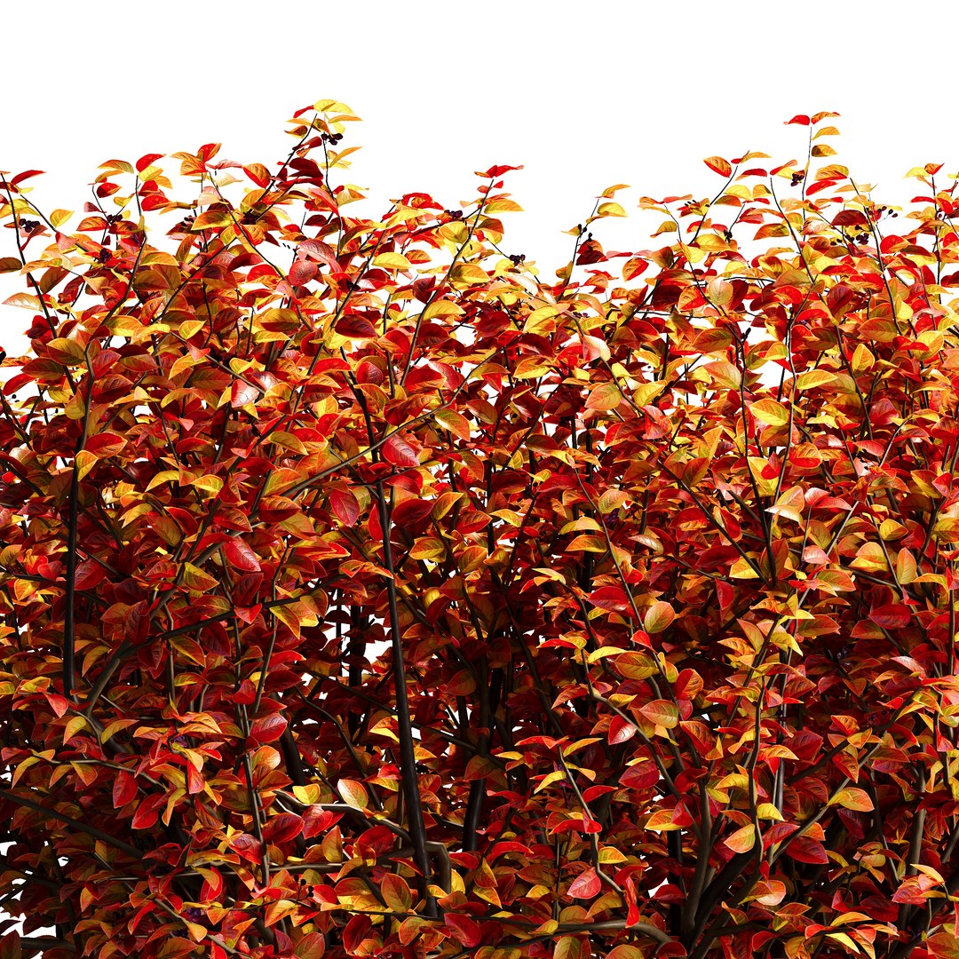 3D Hedge Cotoneaster model https://p.turbosquid.com/ts-thumb/EY/9N370U/1q/hedgecotoneaster05/jpg/1755332110/1920x1080/fit_q87/bbded663605e2b40c05fc940337eb1beaa8b80c5/hedgecotoneaster05.jpg