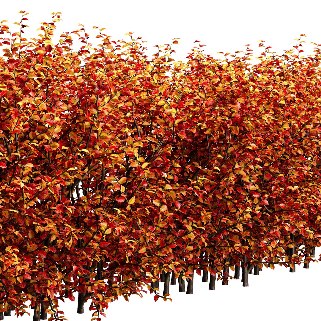 3D Hedge Cotoneaster model https://p.turbosquid.com/ts-thumb/EY/9N370U/Dn/hedgecotoneaster02/jpg/1755332107/1920x1080/fit_q87/006172c4308a21531a5ed0d5cb42ba7c87c121a6/hedgecotoneaster02.jpg