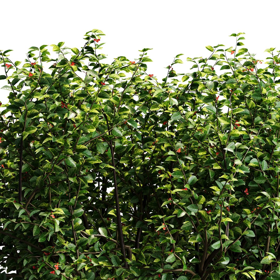 3D Hedge Cotoneaster model https://p.turbosquid.com/ts-thumb/EY/9N370U/M7/hedgecotoneaster04/jpg/1755332110/1920x1080/fit_q87/58a06e402dc0059552d31abc259de278ac8ac313/hedgecotoneaster04.jpg