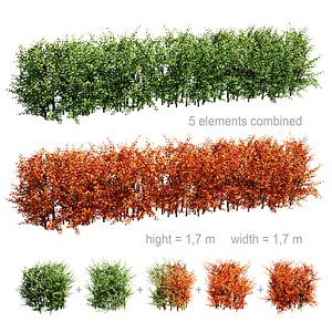 3D Hedge Cotoneaster model