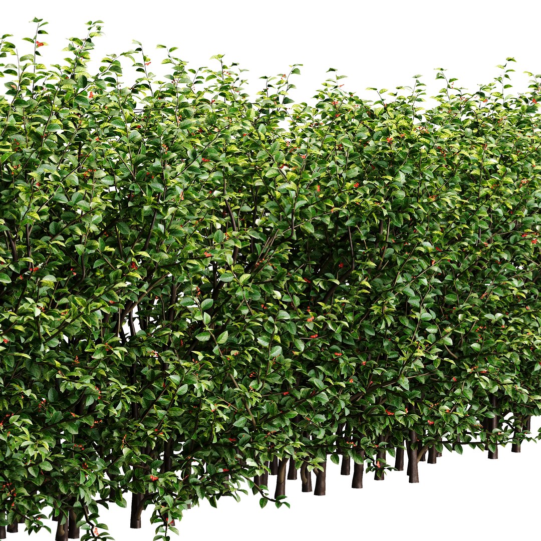 3D Hedge Cotoneaster model https://p.turbosquid.com/ts-thumb/EY/9N370U/ky/hedgecotoneaster03/jpg/1755332109/1920x1080/fit_q87/5486ebf992e082842074cd06027849016c2a42e6/hedgecotoneaster03.jpg