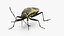 Pyrrhocoris Apterus Bug Yellow Black Rigged 3D model