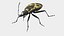 Pyrrhocoris Apterus Bug Yellow Black Rigged 3D model