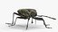 Pyrrhocoris Apterus Bug Yellow Black Rigged 3D model