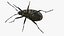 Pyrrhocoris Apterus Bug Yellow Black Rigged 3D model