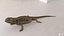 3D model Bearded Dragon Lizard