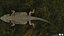 3D model Bearded Dragon Lizard