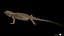 3D model Bearded Dragon Lizard