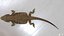 3D model Bearded Dragon Lizard