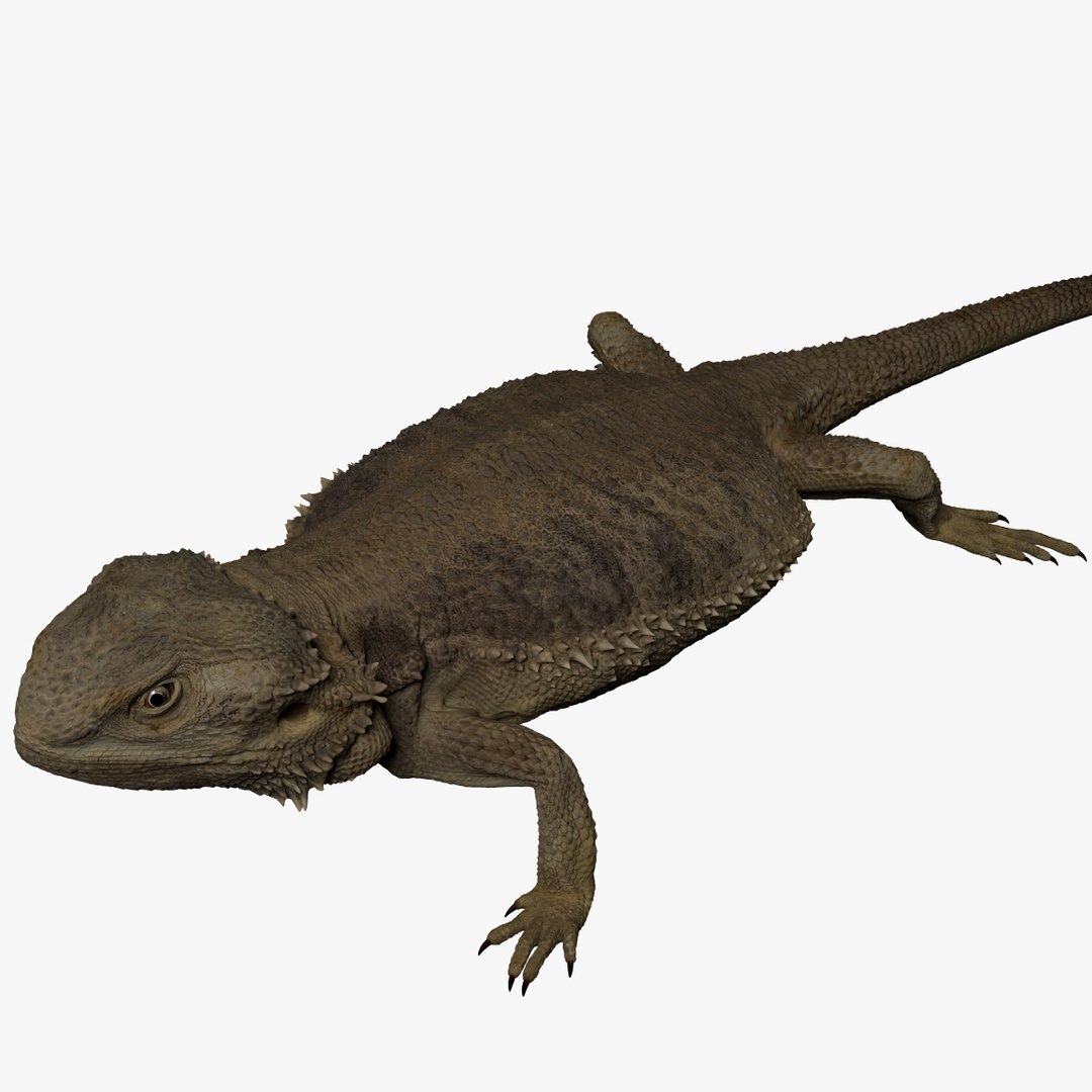 3D model Bearded Dragon Lizard https://p.turbosquid.com/ts-thumb/EY/VTXmc9/Xm/001/jpg/1747294901/1920x1080/fit_q87/916a8a92e37a1622ad01b824c943e23552e3d9fc/001.jpg