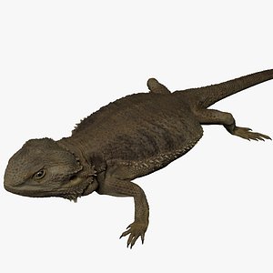 Bearded Dragon Lizard