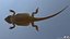 3D model Bearded Dragon Lizard