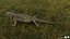 3D model Bearded Dragon Lizard