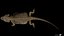 3D model Bearded Dragon Lizard