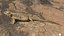 3D model Bearded Dragon Lizard