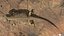 3D model Bearded Dragon Lizard