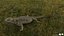3D model Bearded Dragon Lizard