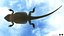 3D model Bearded Dragon Lizard