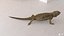 3D model Bearded Dragon Lizard