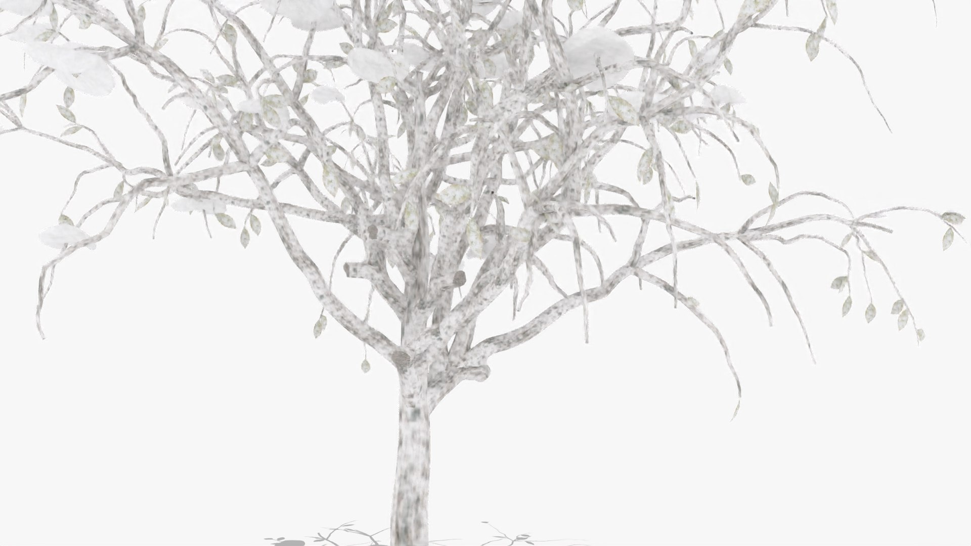 3D citrus winter hight model https://p.turbosquid.com/ts-thumb/EY/VryaSX/VnrvhioL/4/jpg/1601548845/1920x1080/fit_q87/90203023cf3eb79c9ee32318f026fae9b19d9081/4.jpg