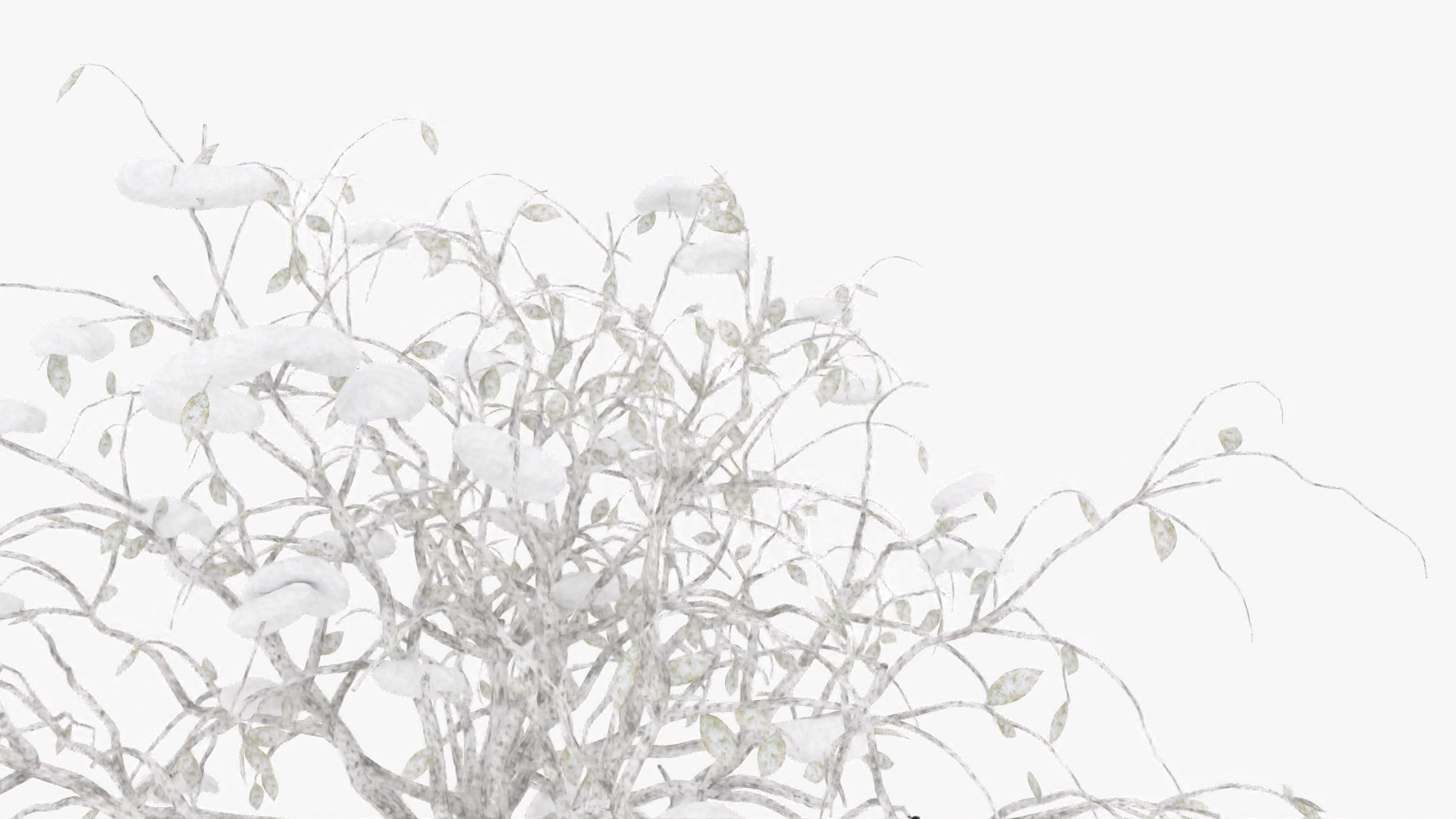 3D citrus winter hight model https://p.turbosquid.com/ts-thumb/EY/VryaSX/Yk35XxI3/3/jpg/1601548844/1920x1080/fit_q87/668ab2c6201e8e2fd7a378fc1cf9e053198904b3/3.jpg