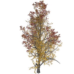 3D Mountain Maple Tree in Fall - 04 - model