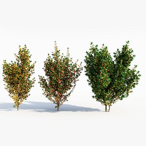 Cytisus scoparius b