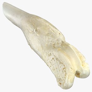 Real Dog Thigh Bone Femur Fractured 01