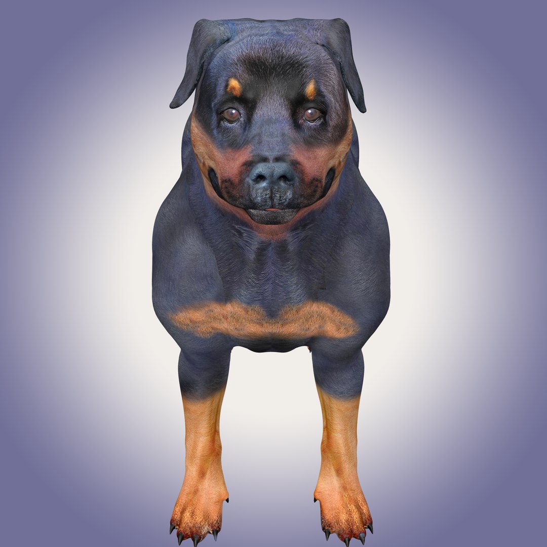 Rottweiler Dog Rigged 3D - TurboSquid 1963897