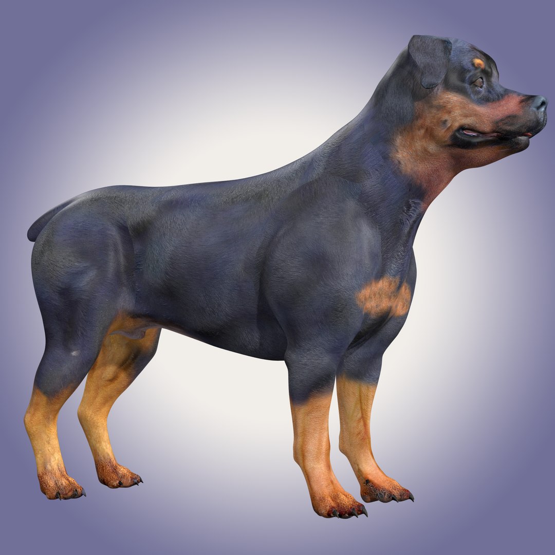 Rottweiler Dog Rigged 3D - TurboSquid 1963897