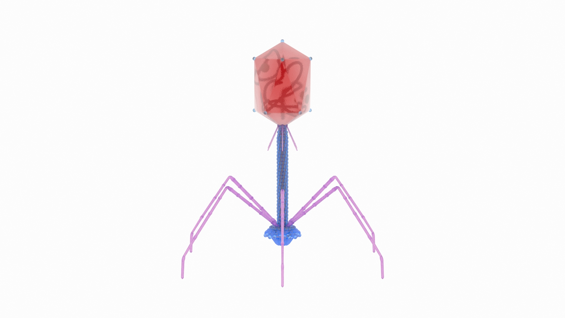 Gut bacteriophages linked to improved cognitive ability in humans (and mice  & flies)