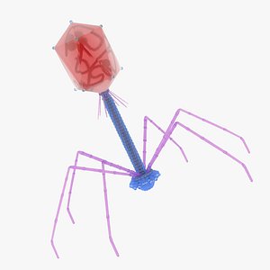 Bacteriophage T4 3D model