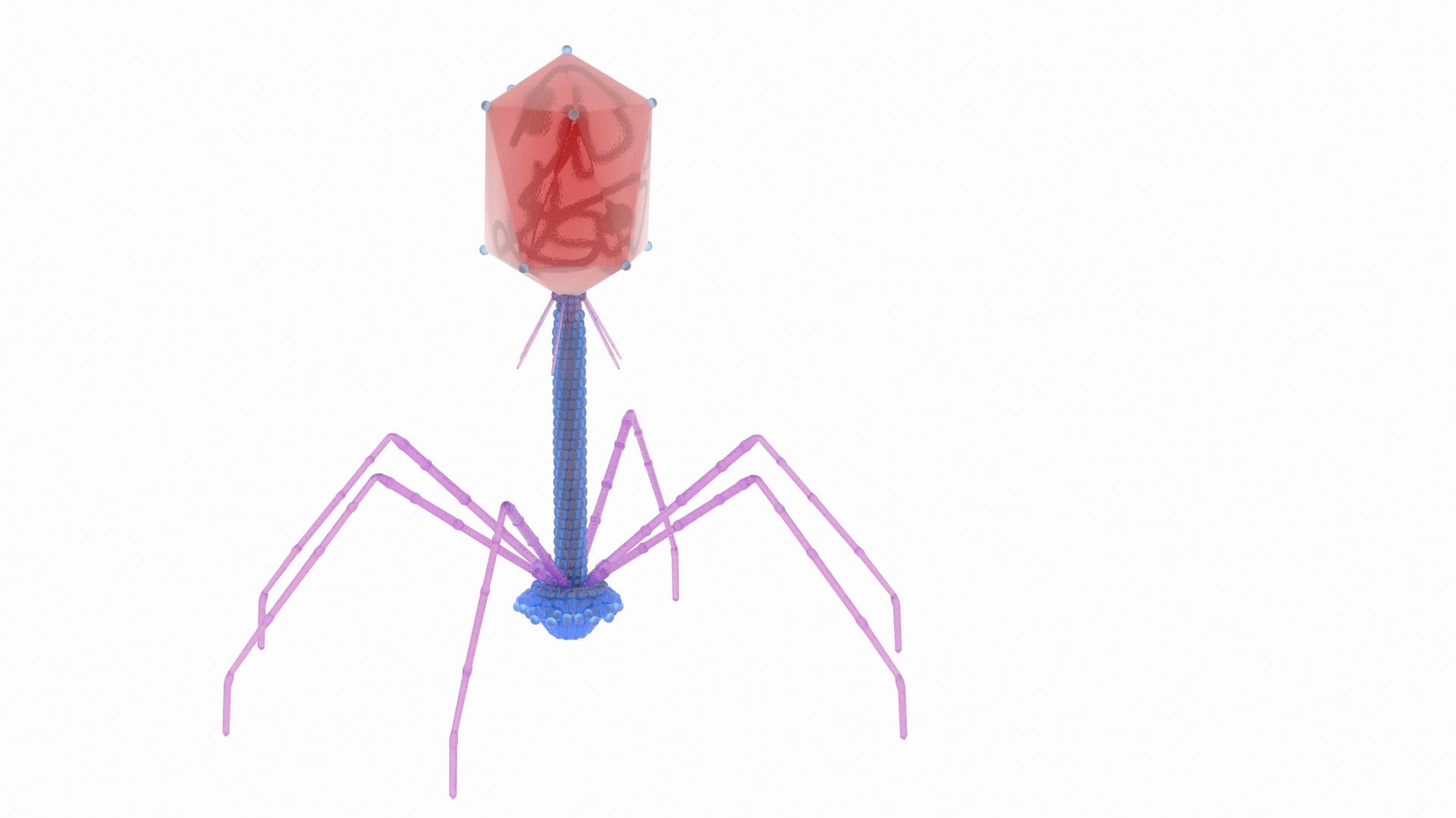 Bacteriophage T4 3D model https://p.turbosquid.com/ts-thumb/EZ/59yvUR/tR/phage02/jpg/1625155520/1920x1080/fit_q87/344608317c64a5d258e0830742642f28bbbcaed9/phage02.jpg