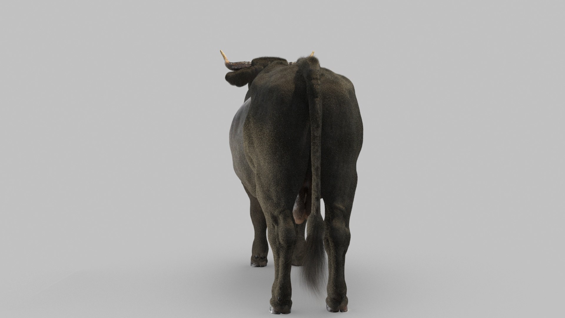 bull 3D model https://p.turbosquid.com/ts-thumb/EZ/8zbWa1/AN/bull_0018/jpg/1616089584/1920x1080/fit_q87/5039ff7f18df972417e81ae42981c7e670afd9b1/bull_0018.jpg